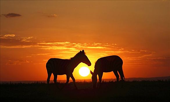 两个,斑马,马,日落,马赛马拉国家保护区,肯尼亚