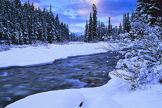 河,飘动,积雪,树林,弓河,班芙国家公园,艾伯塔省,加拿大