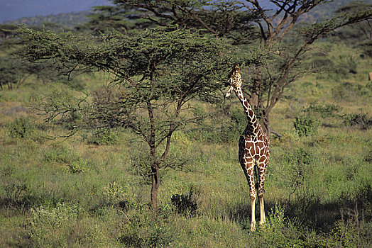 肯尼亚,网纹长颈鹿,刺槐