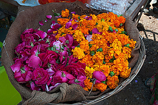 玫瑰,万寿菊,花,普什卡,拉贾斯坦邦,印度