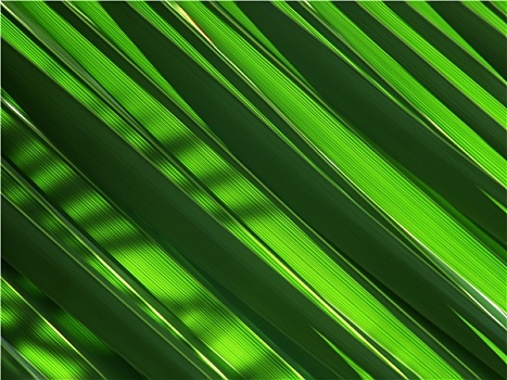 绿色,棕榈叶