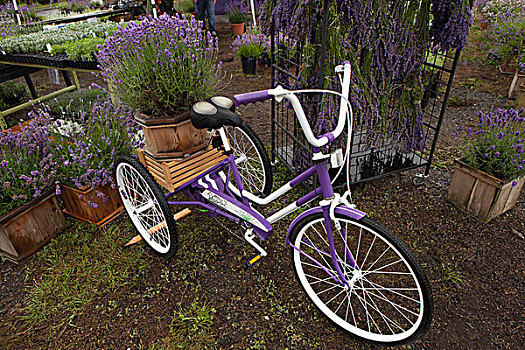 北美,美国,华盛顿,紫色,自行车,植物,出售,薰衣草,节日,拿,相互,七月