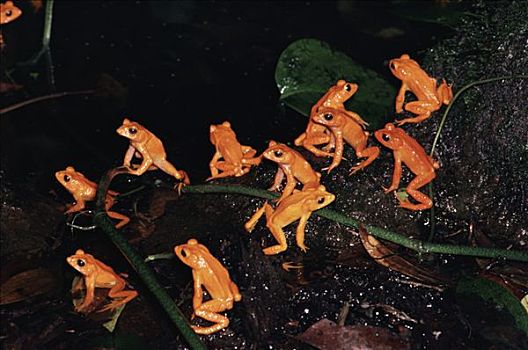 蟾蜍,饲养,蒙特维多云雾森林自然保护区,哥斯达黎加,灭绝