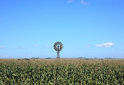 风车,玉米田,纳塔耳,南非