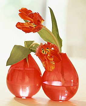 两个,红色,花瓶,鹦鹉,郁金香