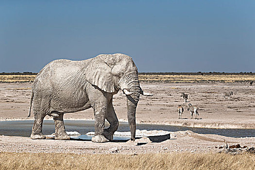 非洲象,雄性动物,正面,水坑,埃托沙国家公园,纳米比亚,非洲