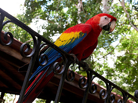 绯红金刚鹦鹉,栖息,轨道,国家公园,哥斯达黎加,中美洲