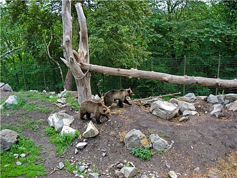 熊,公园,斯德哥尔摩,瑞典