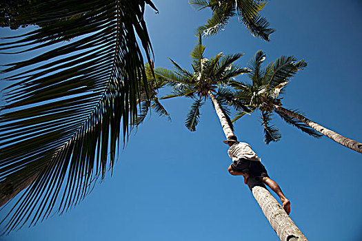一个,男人,椰树,埃尔尼多,巴拉望岛,菲律宾