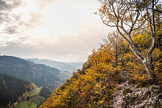 风景,黑森林,黑森林地区,巴登符腾堡
