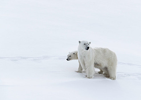 北极熊,动物,老,15个月,幼兽,雪,杂乱无章,巴芬岛,努纳武特,加拿大,北美
