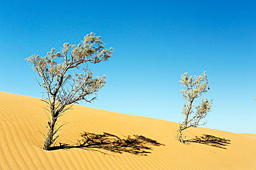 摩洛哥,德拉河谷,沙丘,树
