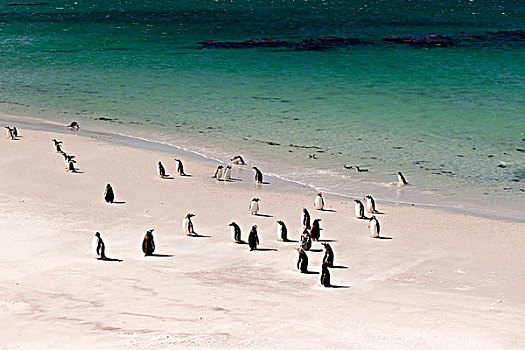 巴布亚企鹅,散开,企鹅,畜体,岛屿,福克兰群岛,南美