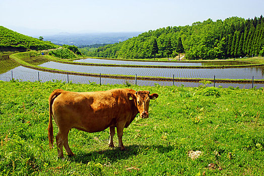 母牛,稻米梯田,熊本,日本