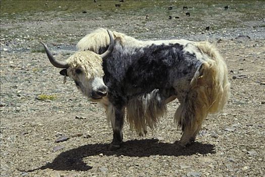 喜马拉雅山,印度,牦牛