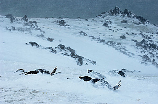 南极,南设得兰群岛,乔治王岛,角塔,阿德利企鹅,风暴,天气