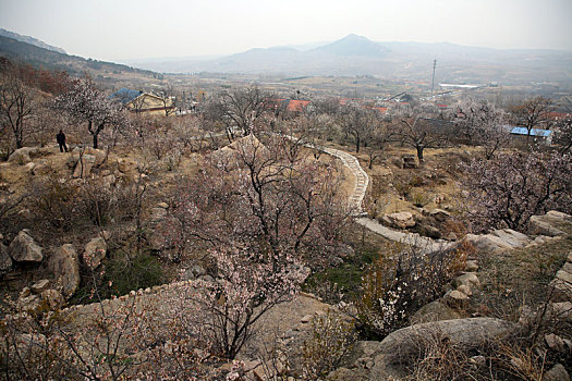 山东省日照市,五莲山下的这个小村庄变身花海,城里人驱车百里赏花探春