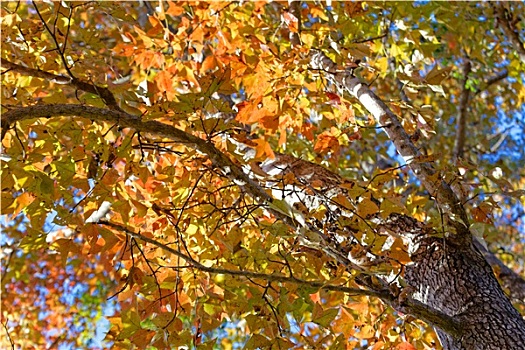 公园,秋天,树,叶子