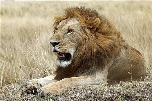 狮子,卧,草丛,马赛马拉国家保护区,肯尼亚