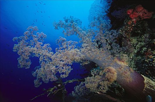 软珊瑚,脚,深,所罗门群岛