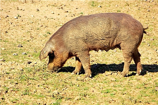 小,猪,农场