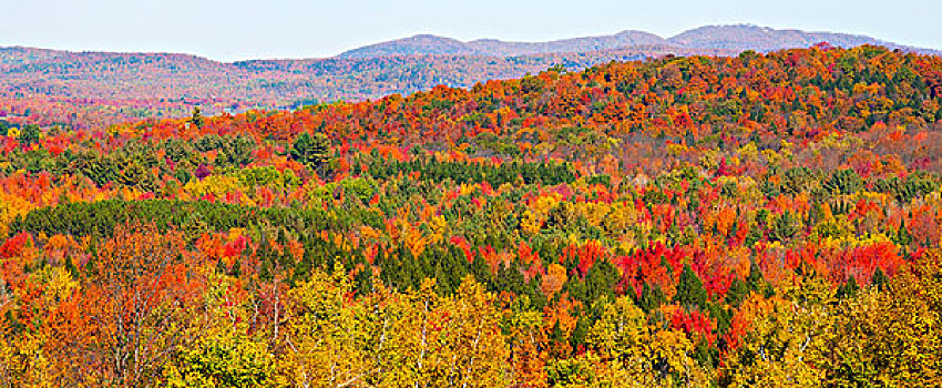 全景,秋日树林,萨顿,魁北克,加拿大
