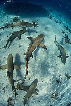 俯视,水下视角,鱼群,柠檬,鲨鱼,游动,靠近,海底,凶猛,海滩,巴哈马