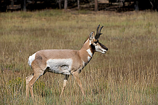 叉角羚,北美叉角羚,布莱斯峡谷国家公园,犹他,美国