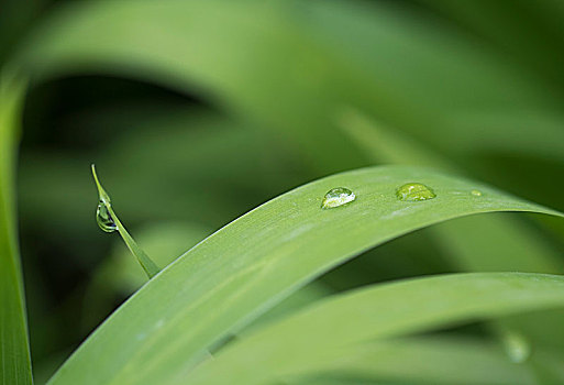 清晨露水