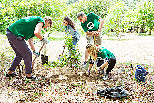环保,志愿者,种植,新,树