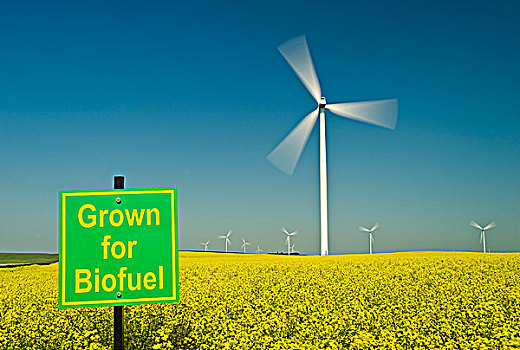 生物燃料,签到,盛开,油菜地,风轮机,背景,曼尼托巴,加拿大