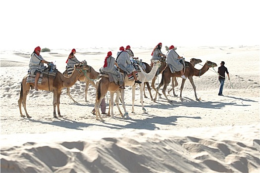 旅游,骆驼,撒哈拉沙漠