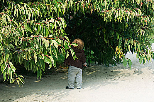 幼儿,站立,树下,后视图