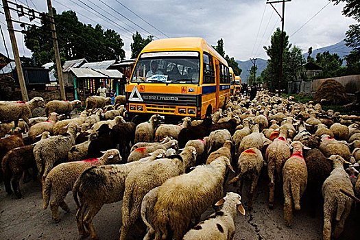 绵羊,通行权,道路,克什米尔,印度,五月,2008年,著名,自然美,查谟-克什米尔邦,山谷,拉达克