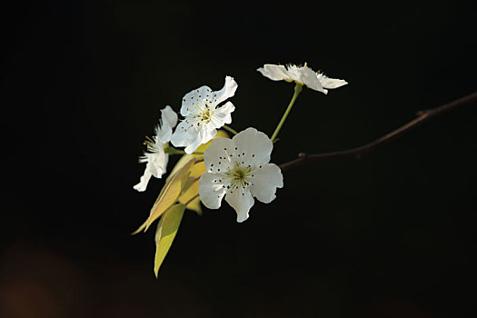 特写,户外,梨花,梨花树,春天,无人,仰视,植物,景观,开花,树木,花,户外活动,公园,绽放,季节性,花蕾,阳光明媚,天气,自然,现场,树枝,树干,环境,植物学,花香,生活,风光,朵朵,野生,灌木,光