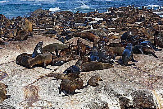 褐色,毛皮,海豹,生物群,岩石,岛屿,海豹岛,德克岛,湾,开普敦,南非,非洲