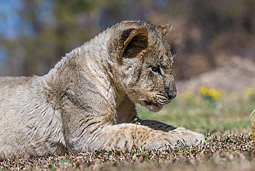 狮子,幼兽,小动物,羚羊,公园,靠近,津巴布韦,非洲