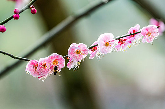 重庆南川,红梅花开迎春到