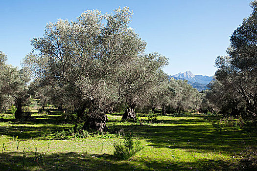 橄榄林,橄榄树,马略卡岛,巴利阿里群岛,西班牙,欧洲