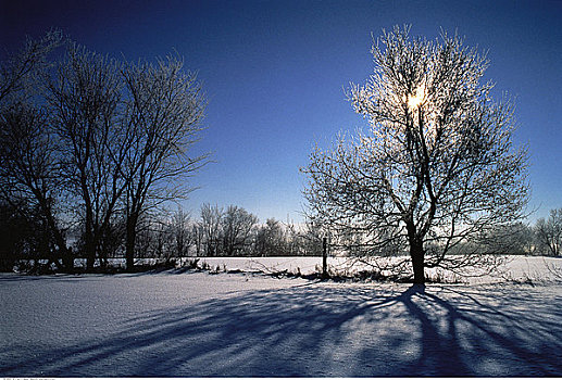 树,地点,冬天,渥太华,安大略省,加拿大