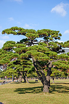 日本东京皇居广场