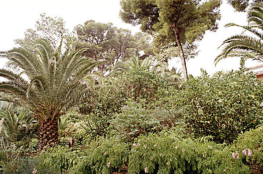 法国,棕榈树