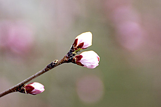 梅花花蕾