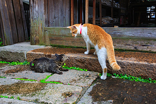 猫,小猫,萌宠,宠物,灵活