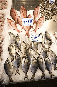 鱼肉,展示,市场,雅典,希腊