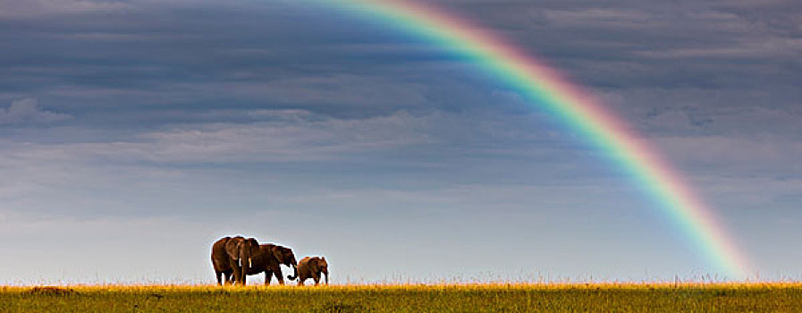 非洲象,彩虹,马赛马拉国家保护区,肯尼亚,东非