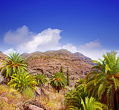 大卡纳利岛,加那利群岛,棕榈树,山