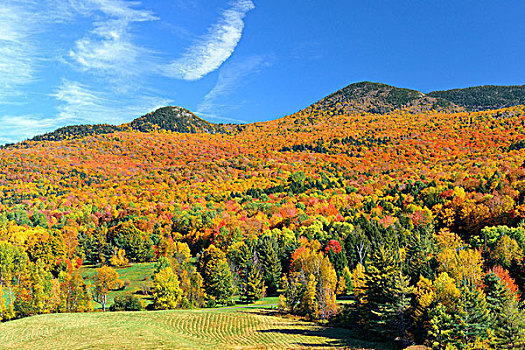 乡村,风景,秋天,山,树林