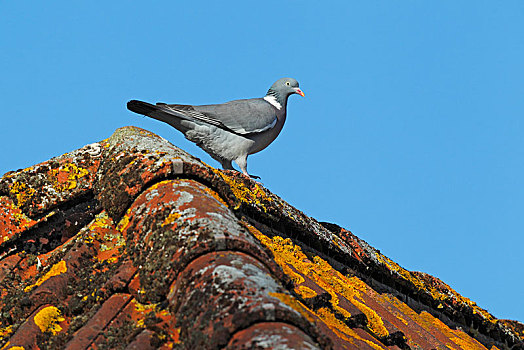 斑尾林鸽,栖息,屋顶,石荷州,德国,欧洲