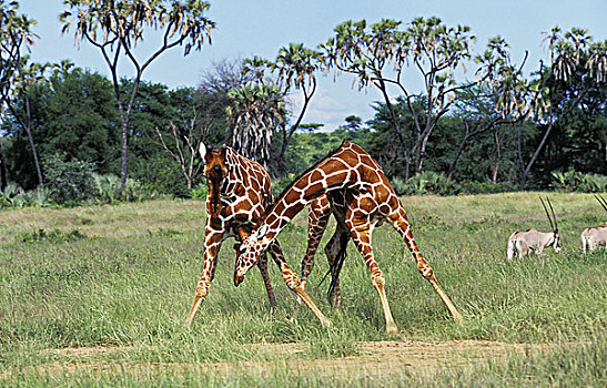 网纹长颈鹿,长颈鹿,一对,争斗,公园,肯尼亚